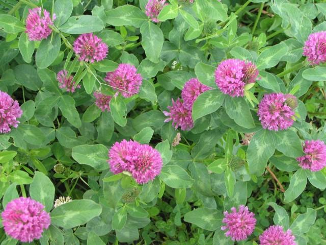 红三叶和绛三叶之区别