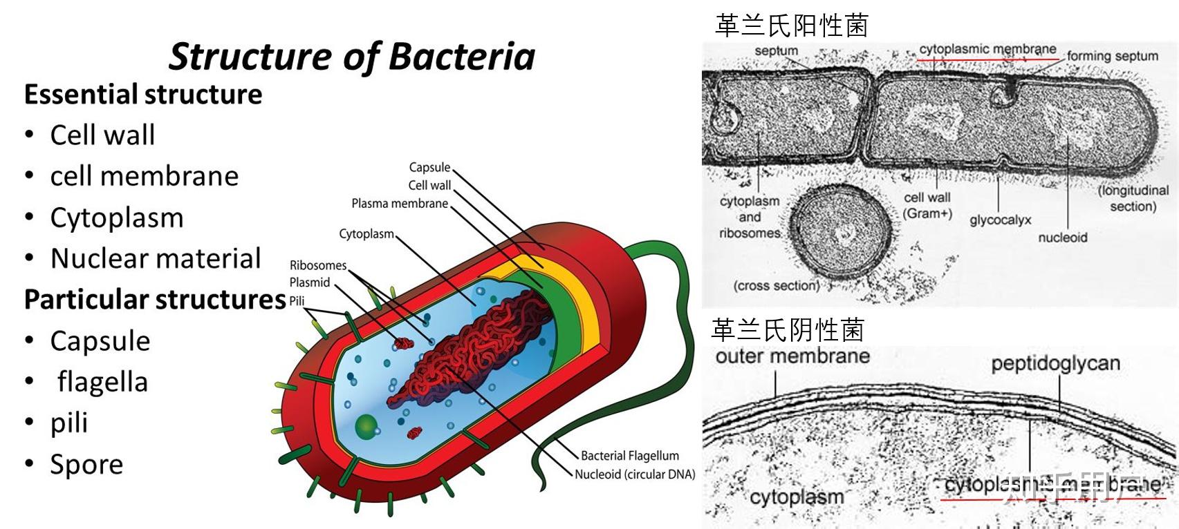 原核生物细胞膜表面有糖蛋白吗? - 知乎