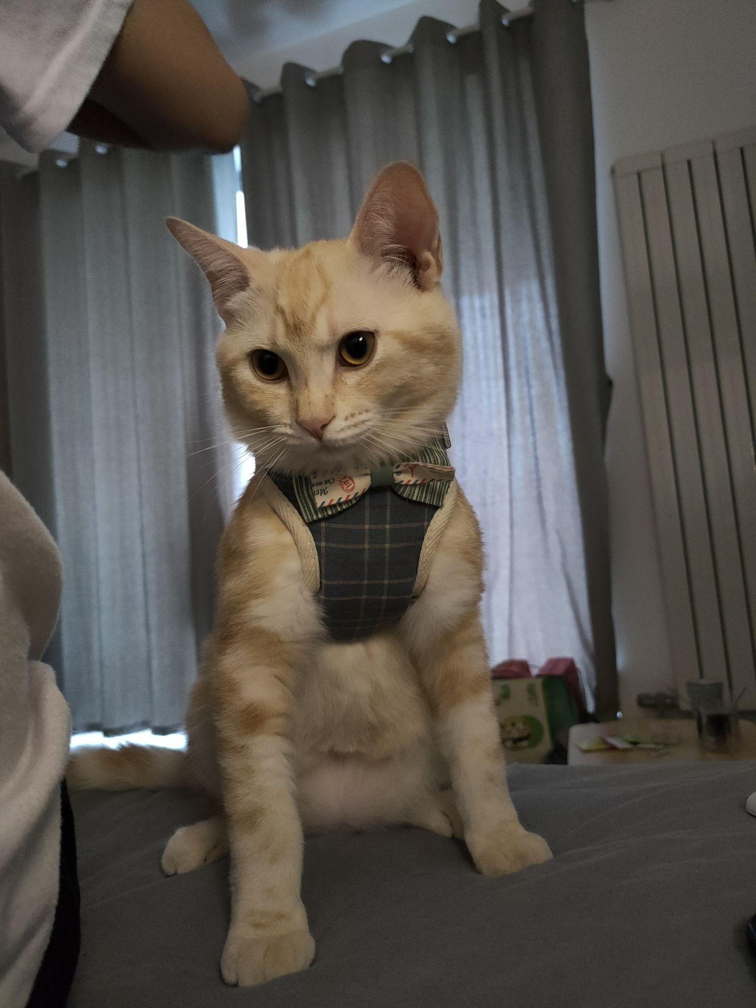 为什么美短红虎斑(加白)那么冷门? - 知乎