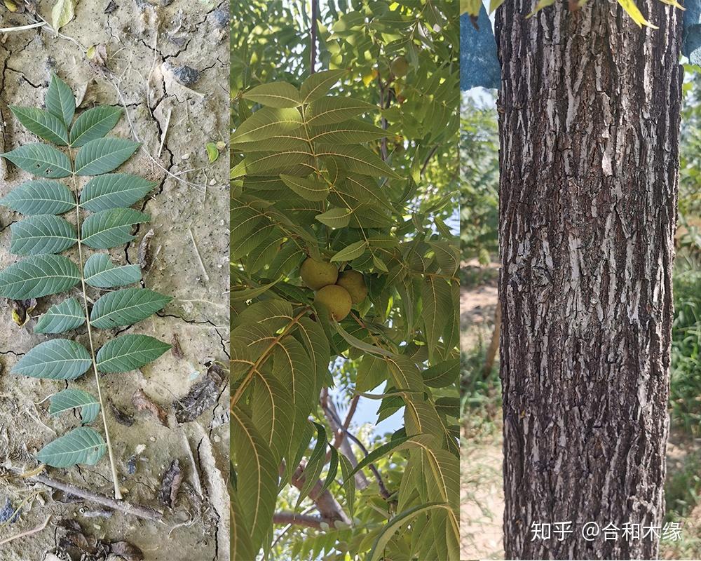 黑胡桃木结的果实怎样做成手串?