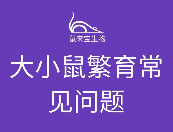 如何照顾怀孕的母鼠/整窝鼠/新生鼠？ - 知乎