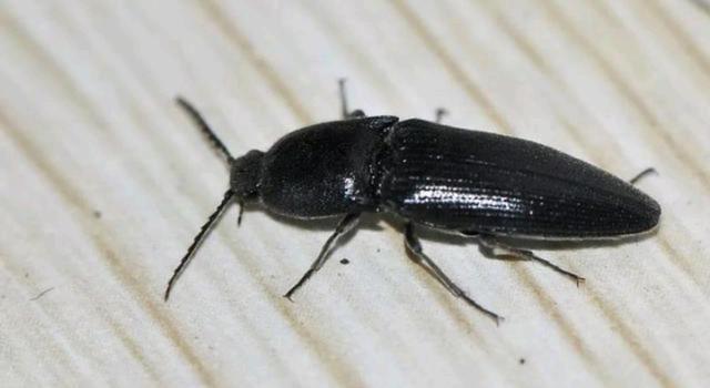 大家知道这个是蟑螂吗具体是什么蟑螂