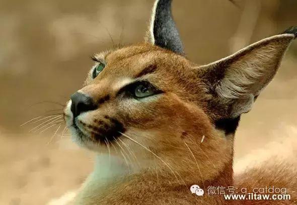 狞猫,应该是世界上最酷炫的猫了! - 知乎