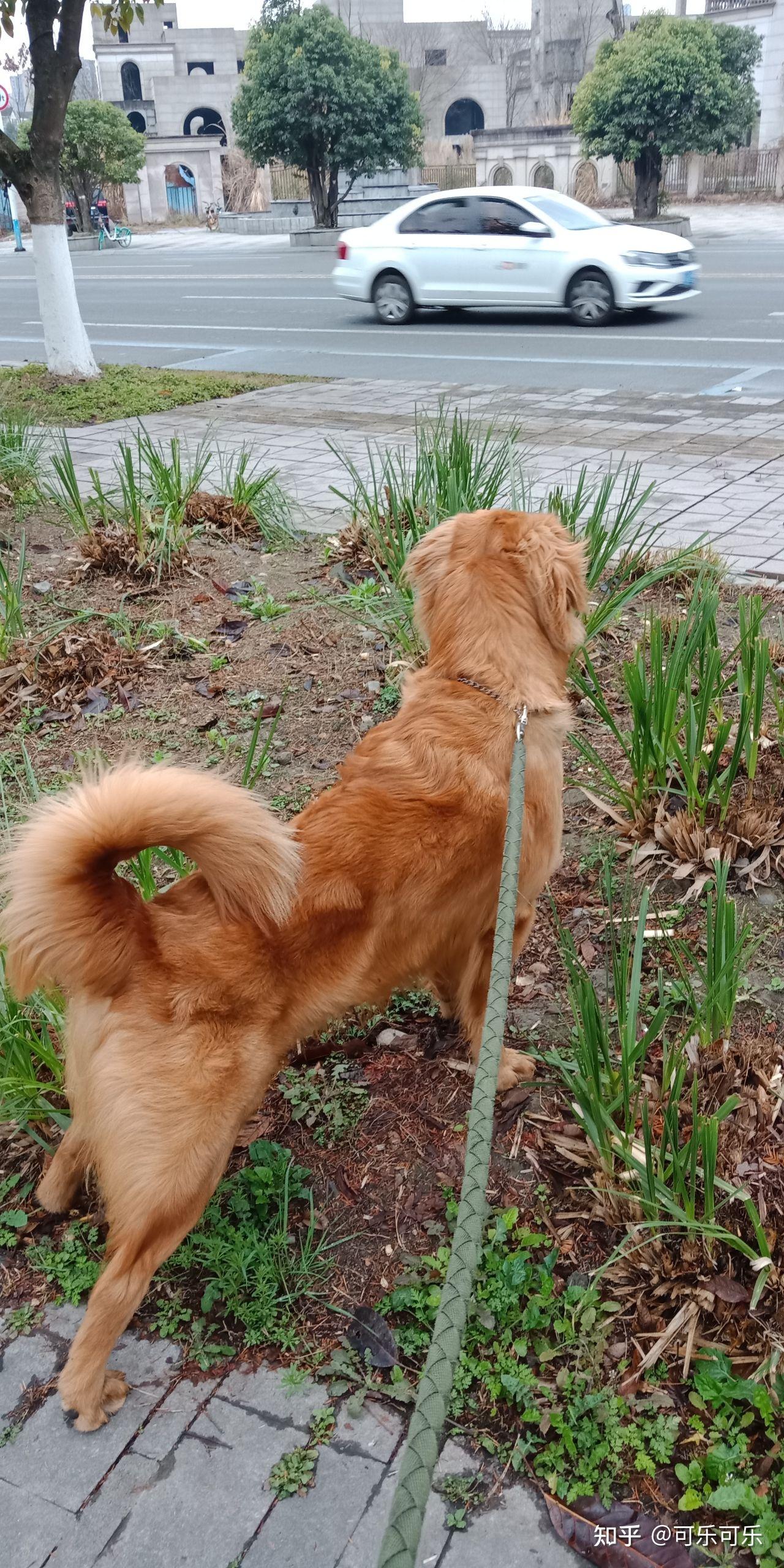 金毛尾巴会卷起来吗? - 知乎