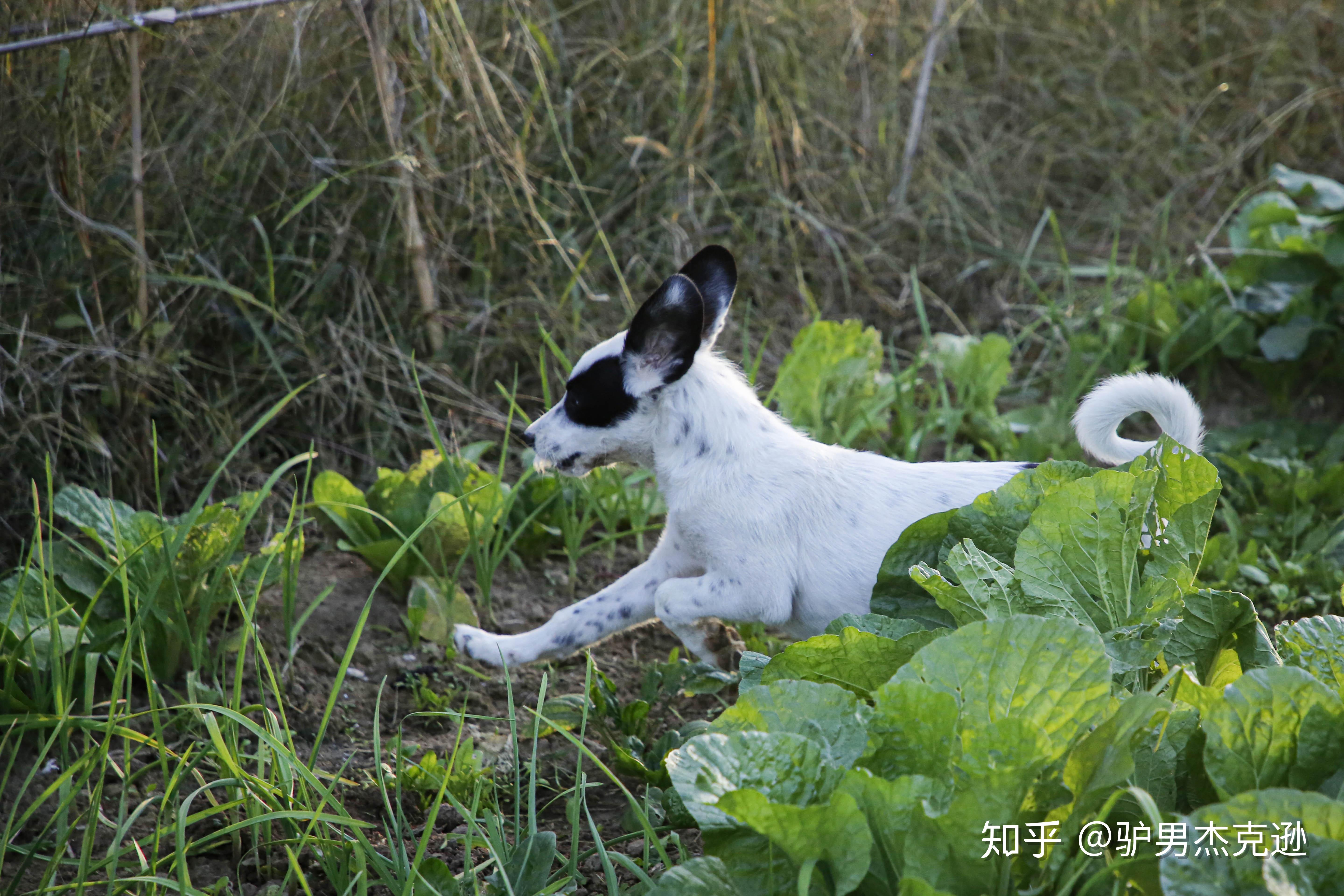 请问拉布拉多和边牧串串怎么样