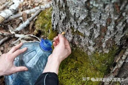 【成分大揭秘】神奇树水白桦树汁 - 知乎