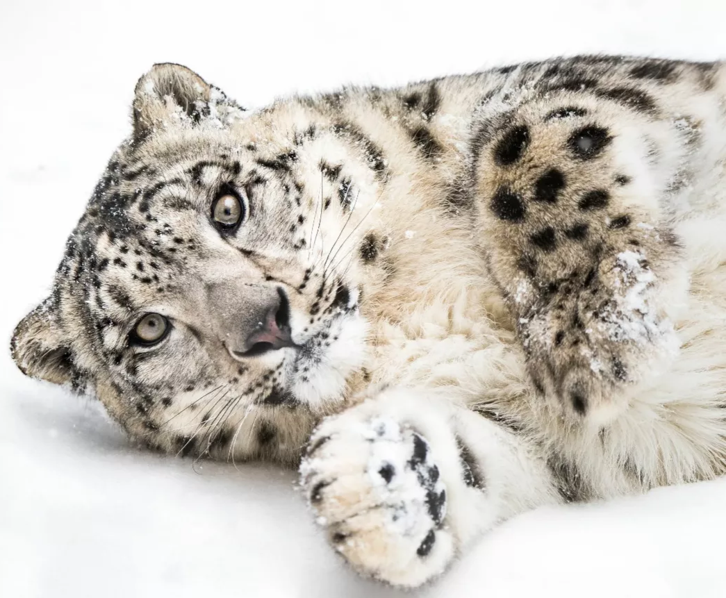 雪豹 PEANUT 猫 #157 雪豹猫Snow Bengal #雪豹猫#雪豹猫新加坡#雪豹猫舍新加坡#雪豹猫