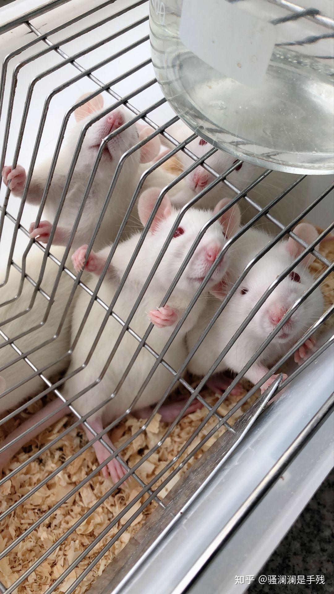 医学生是怎样做到徒手抓小白鼠做解剖的