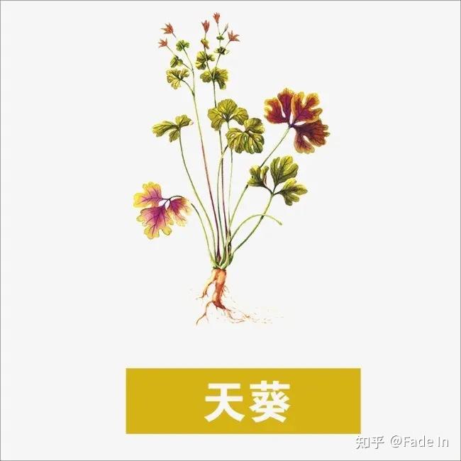 “天癸”不是“天葵草” - 知乎
