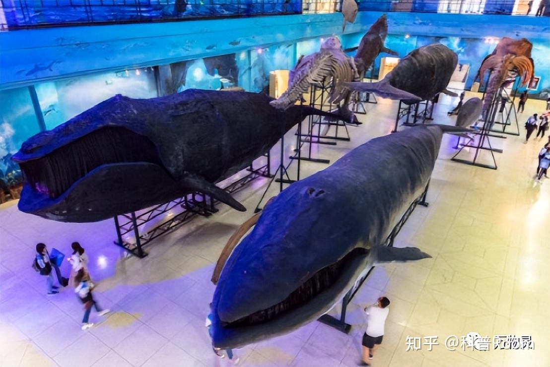 露脊鲸为何有1000斤的蛋蛋？比蓝鲸重20倍，平时隐藏在身体中- 知乎