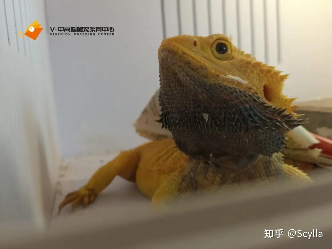 |鬃狮蜥教程|Viserion分享超easy的鬃狮繁育攻略 - 知乎