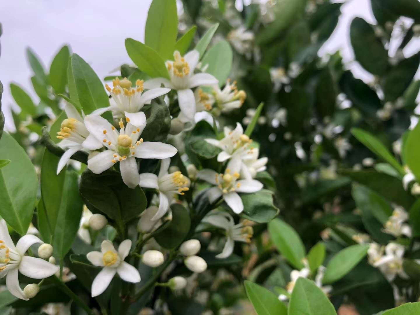 柑橘萌芽期喷矿物油 容易引起露柱花 露柱花到底如何预防 知乎