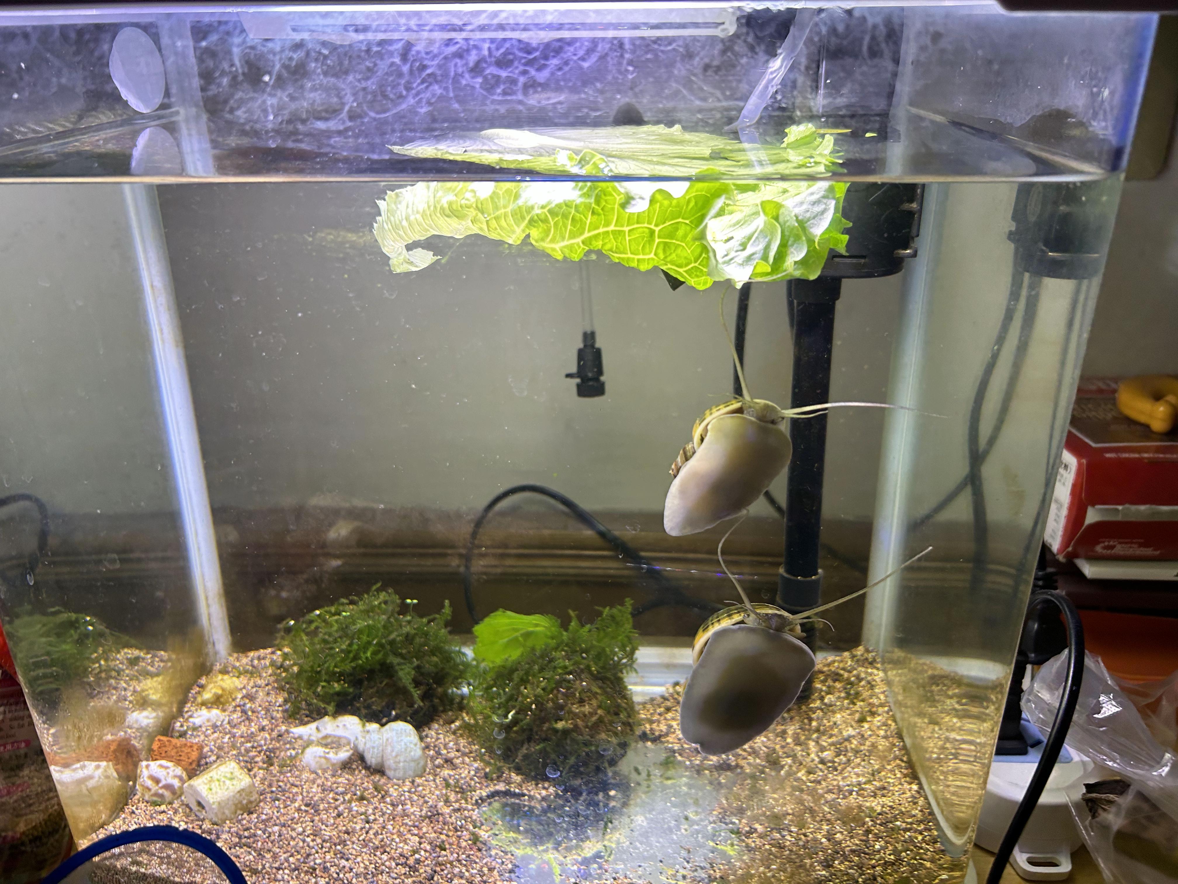 水族店里卖的神秘螺,紫纹螺是入侵物种福寿螺吗?