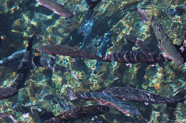 「玉龙雪山」是一个什么景点,有哪些推荐的游玩攻略和特色景观?-玉龙雪山著名景点