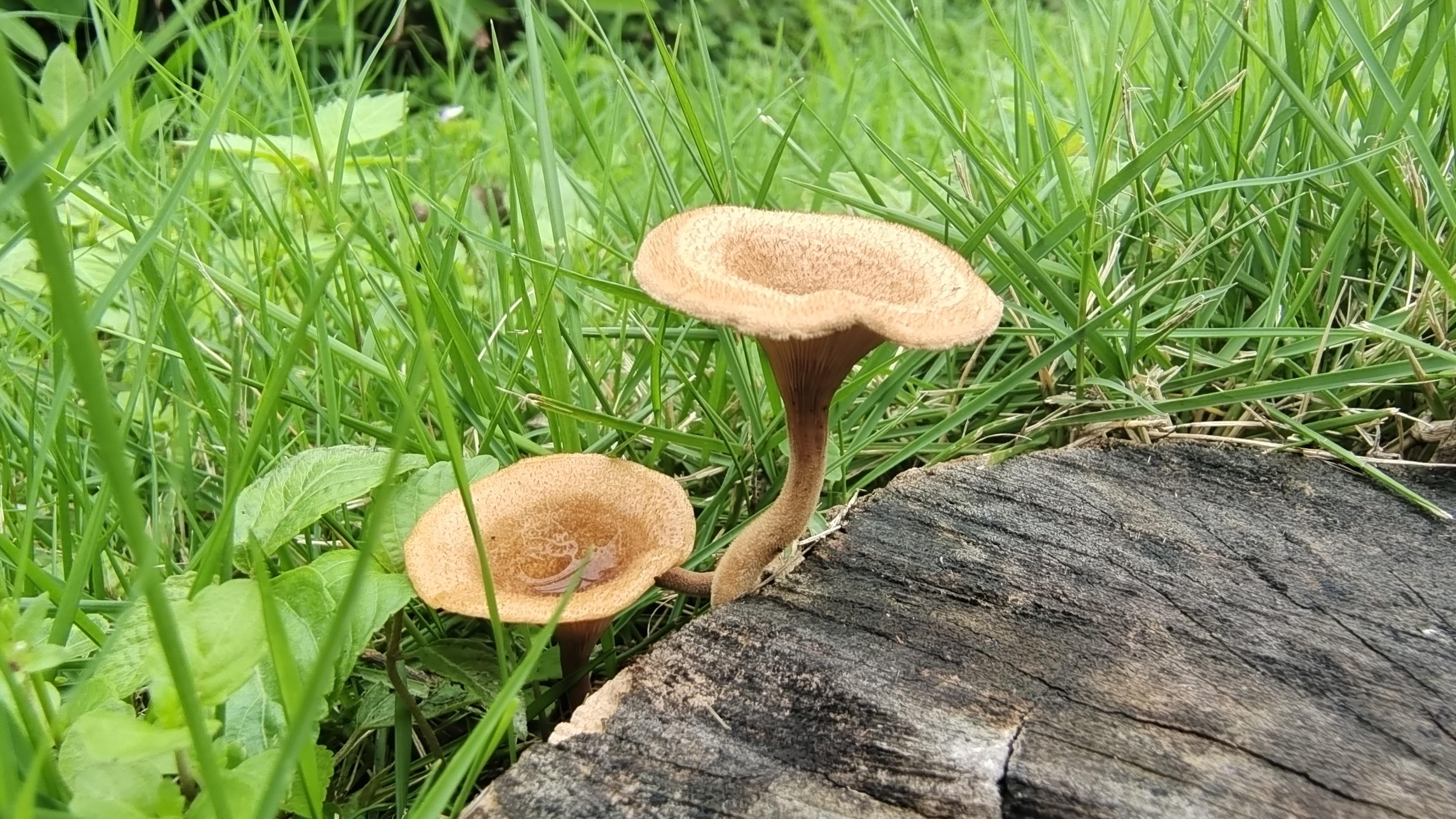这是什么蘑菇门口树下看到的