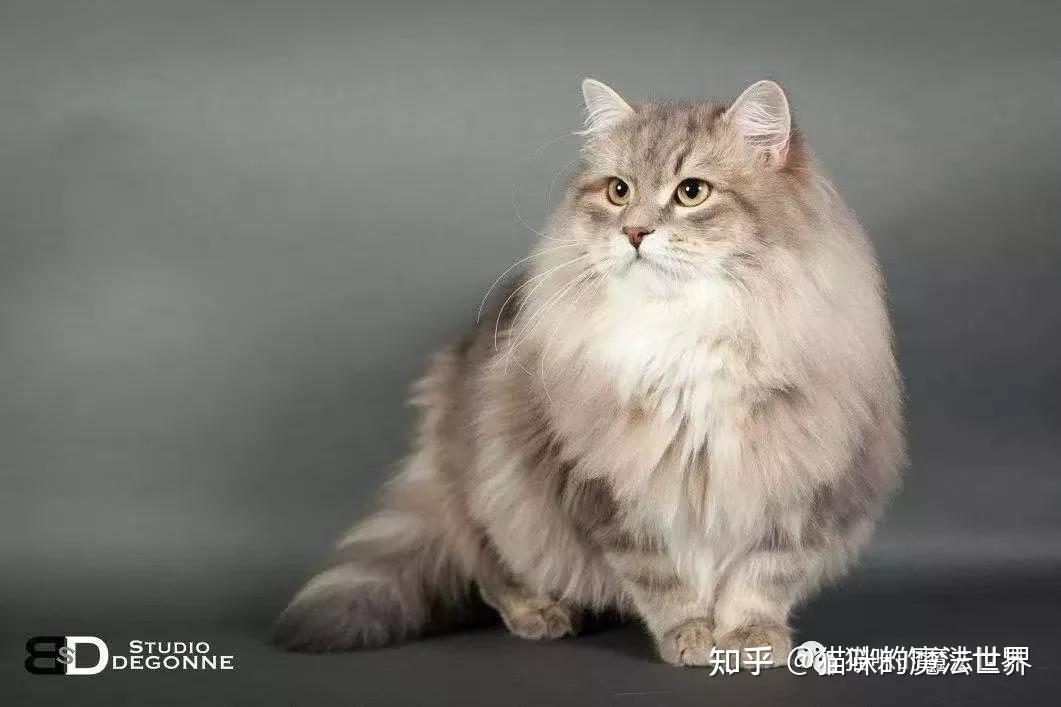 猫咪品种大盘点13：西伯利亚森林猫- 知乎