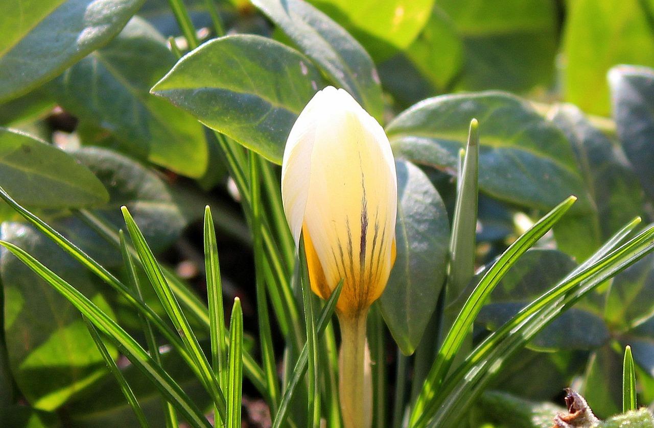 阳光明媚早春游