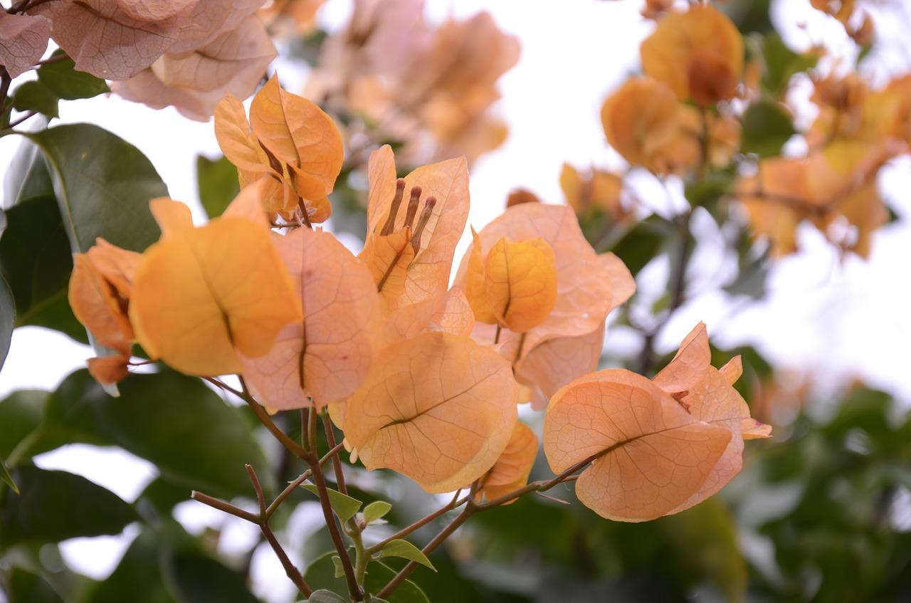 三角梅是什么样子