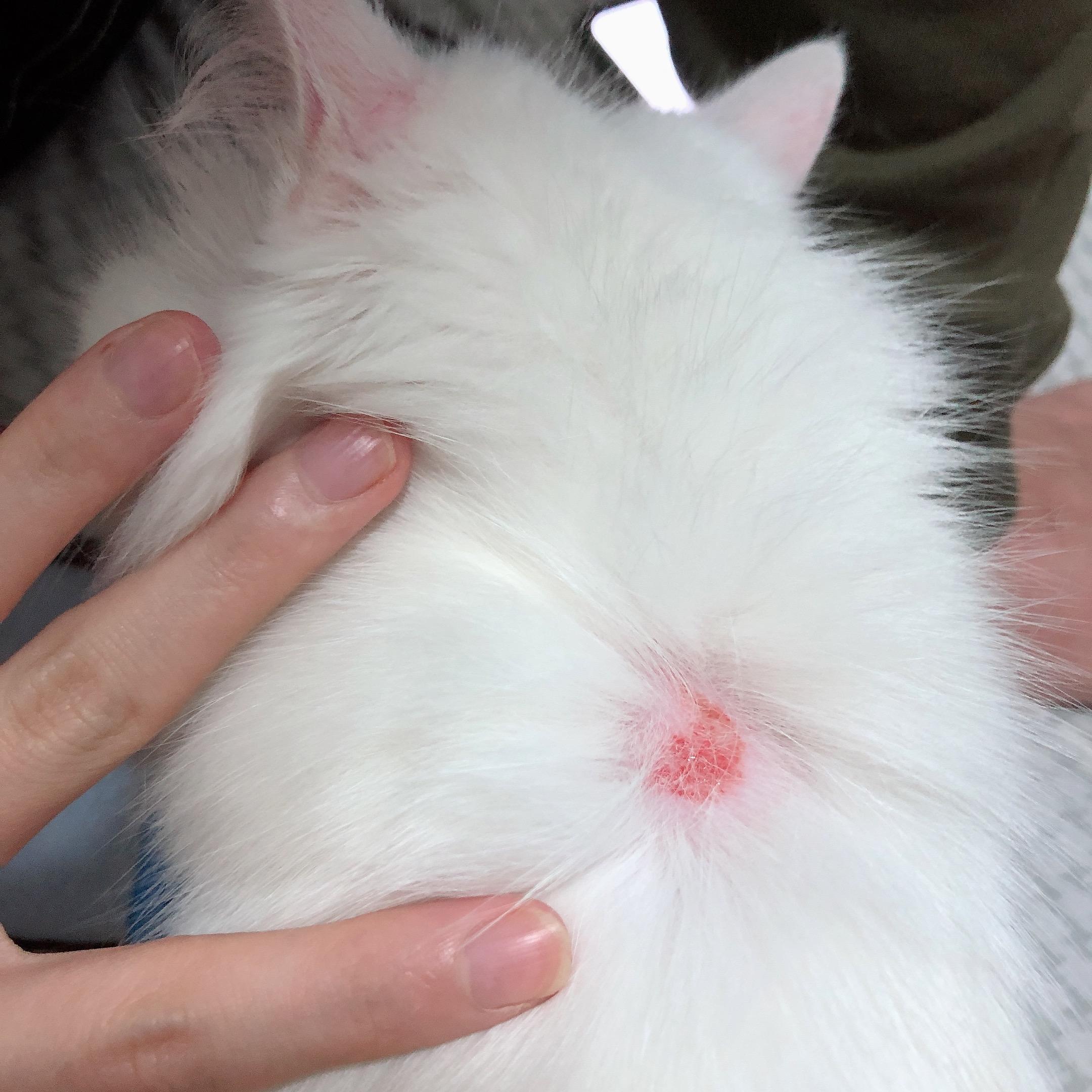 刚领养的猫可以直接带去宠物医院体检打针吗？ - 知乎