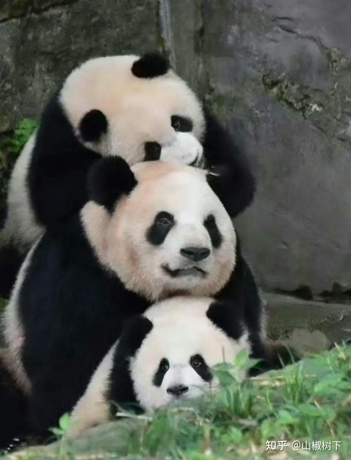 熊猫界妈宝男渝可居然是蔓越煤的儿子，终于知道渝可是遗传谁了 - 知乎