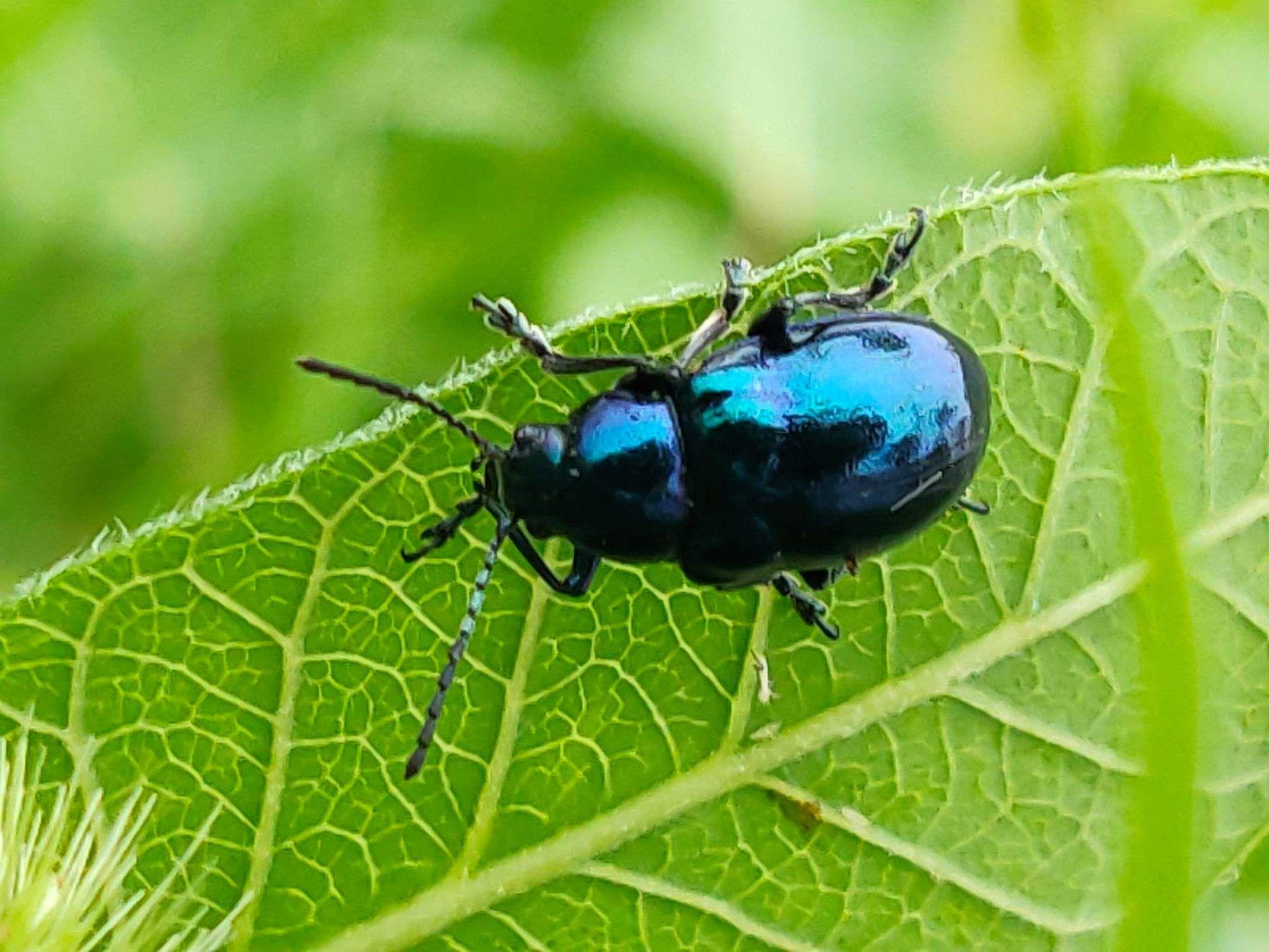 黑绿色甲壳四脚长须是什么虫子