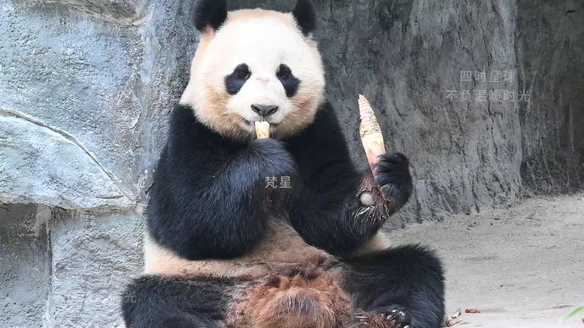 大熊猫梵星圆滚滚