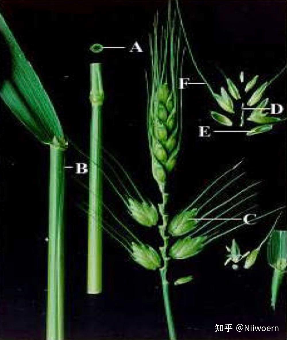 植物分类学—-禾本科稻属 - 知乎