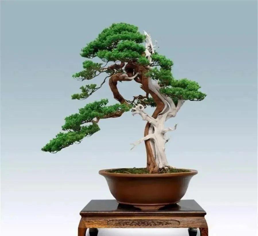 请问这两棵盆景具体叫什么名字? - 知乎