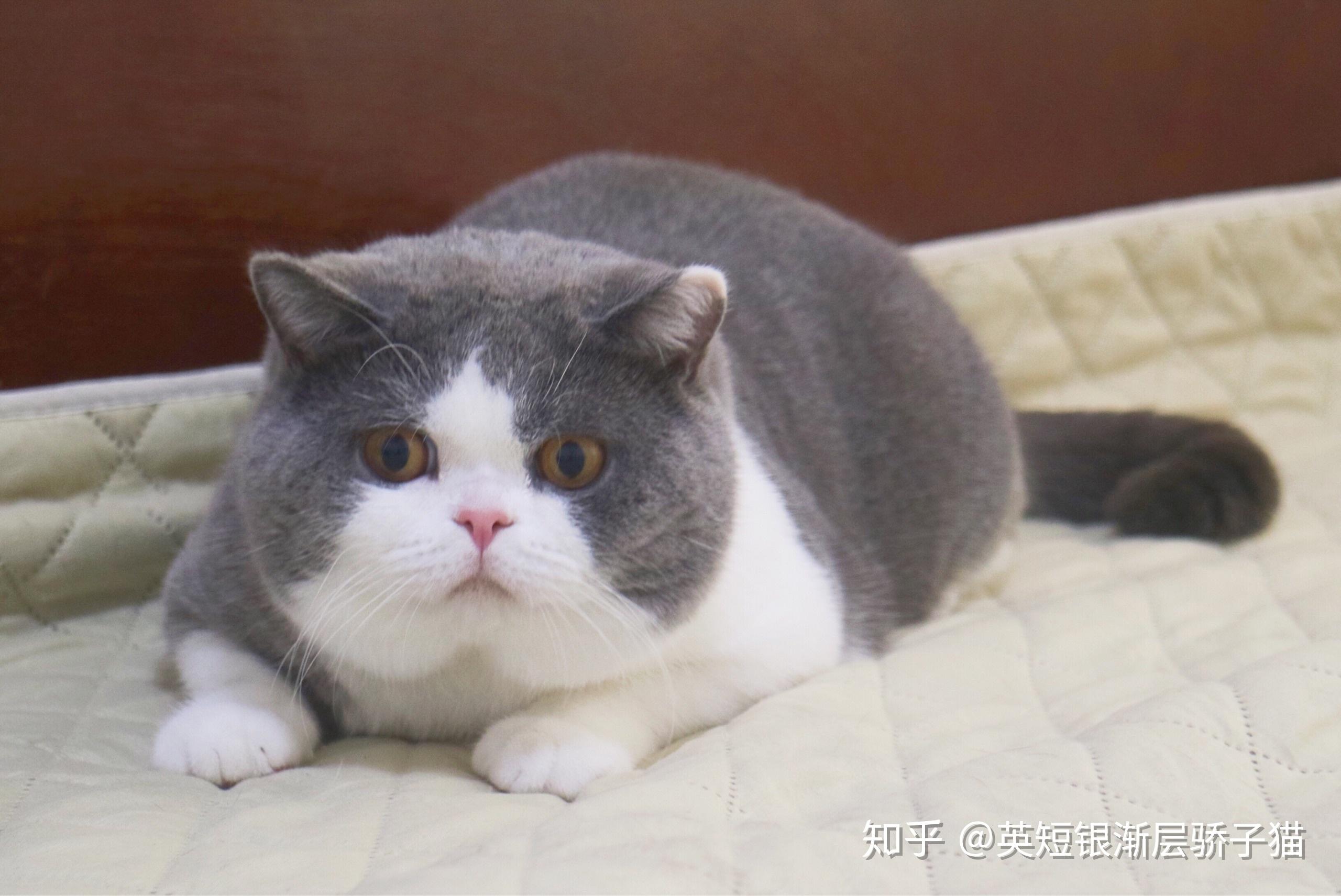 你家的英短尤其是蓝白成年至少2岁以上后有多重