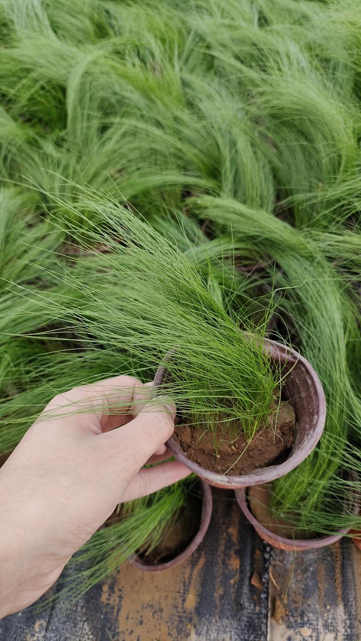 细茎针茅属于什么植物? - 知乎