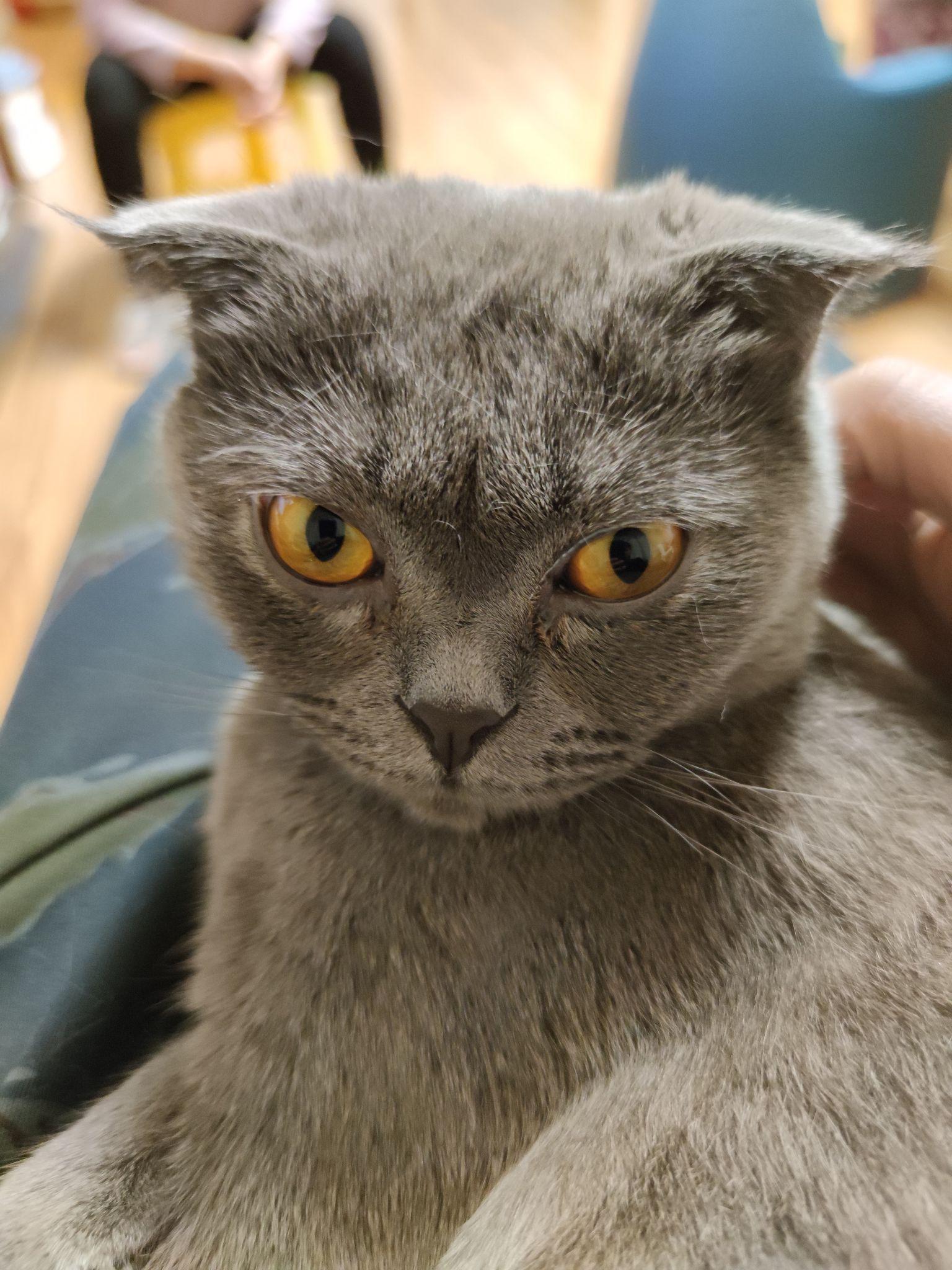 养一只特别丑的蓝猫是怎样的体验? - 知乎