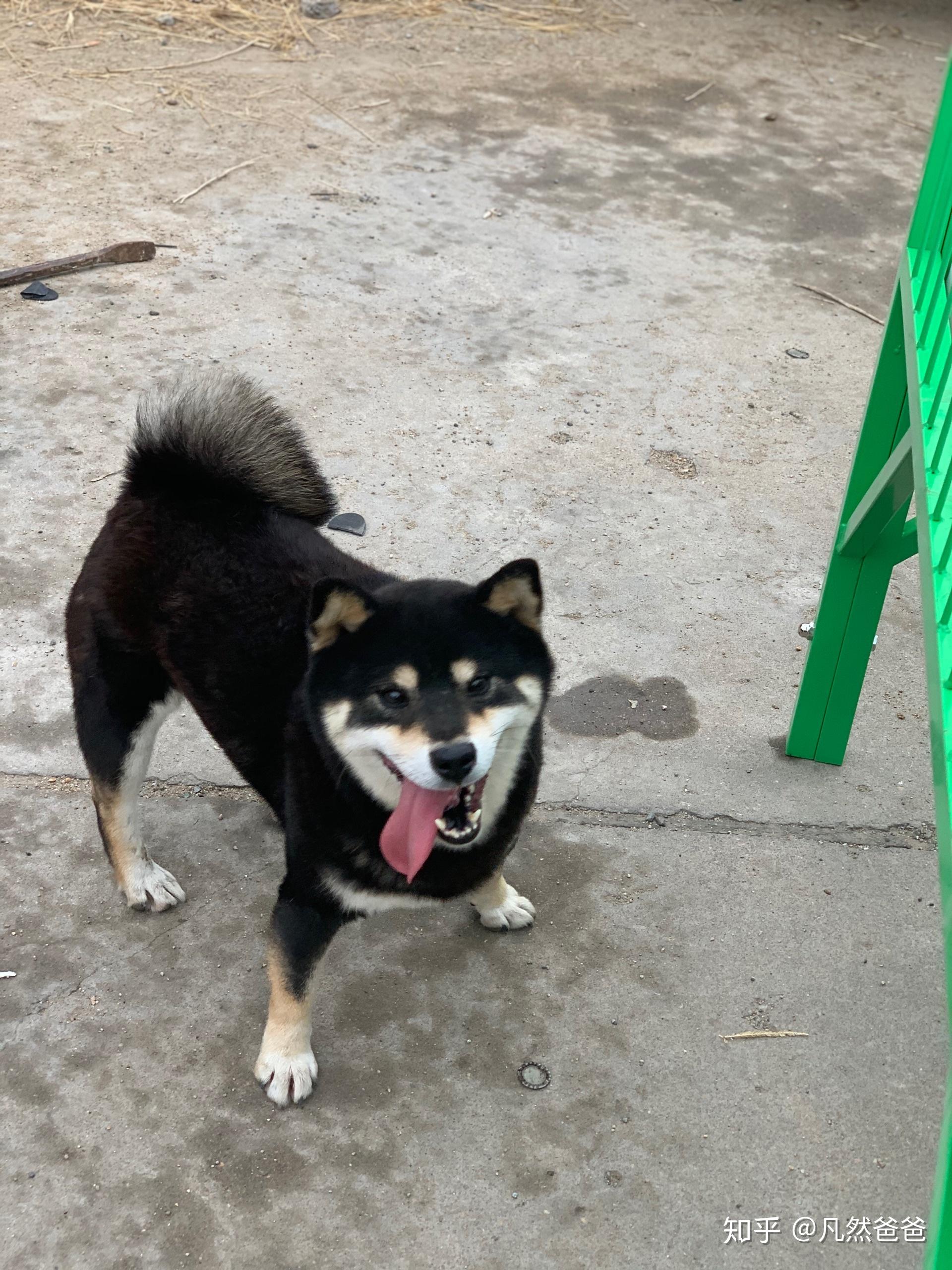 想养一只柴犬纠结黑柴还是黄柴?