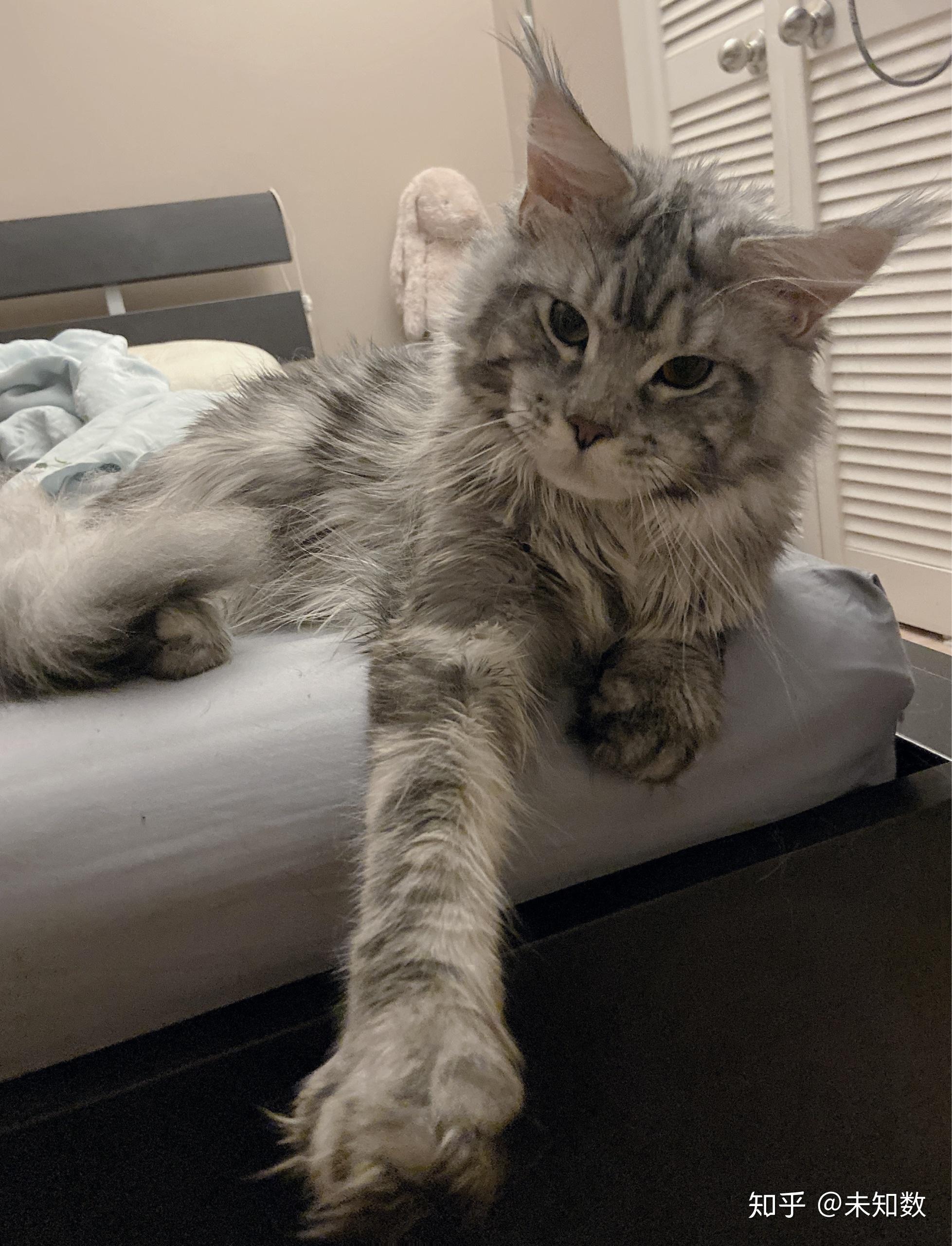 最好看的银虎斑缅因猫长什么样子? - 知乎