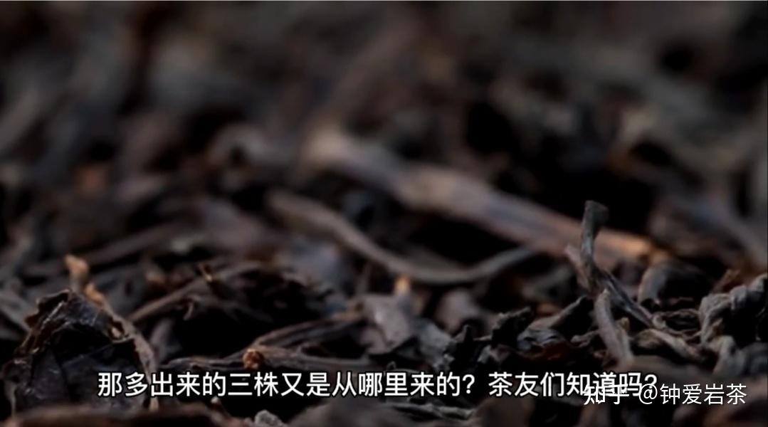 大红袍母树三棵六株，多出来的三株是哪里来的？ - 知乎