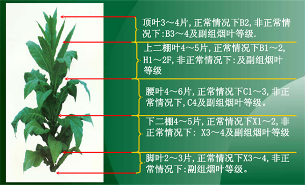 烟叶怎么分级?烟叶分级原理和程序 - 知乎
