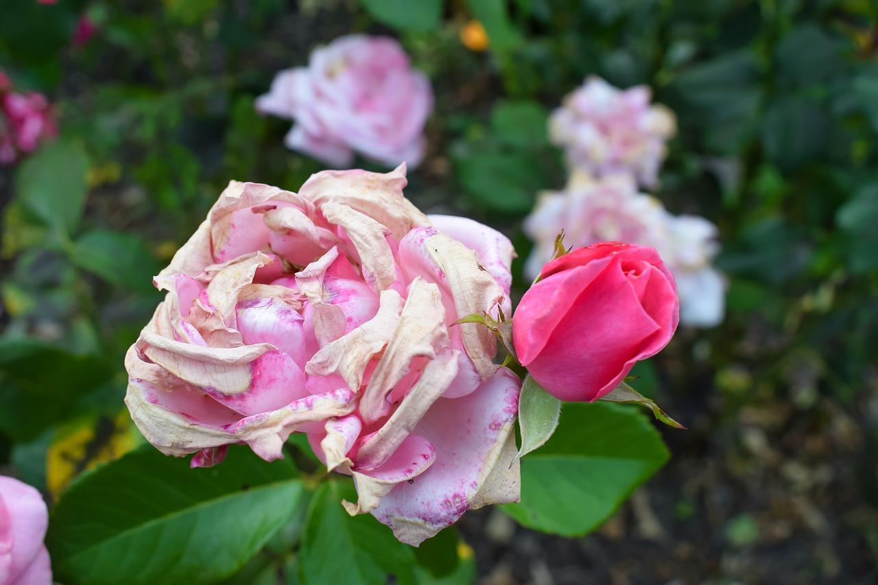 3. 玫瑰花浇水技巧