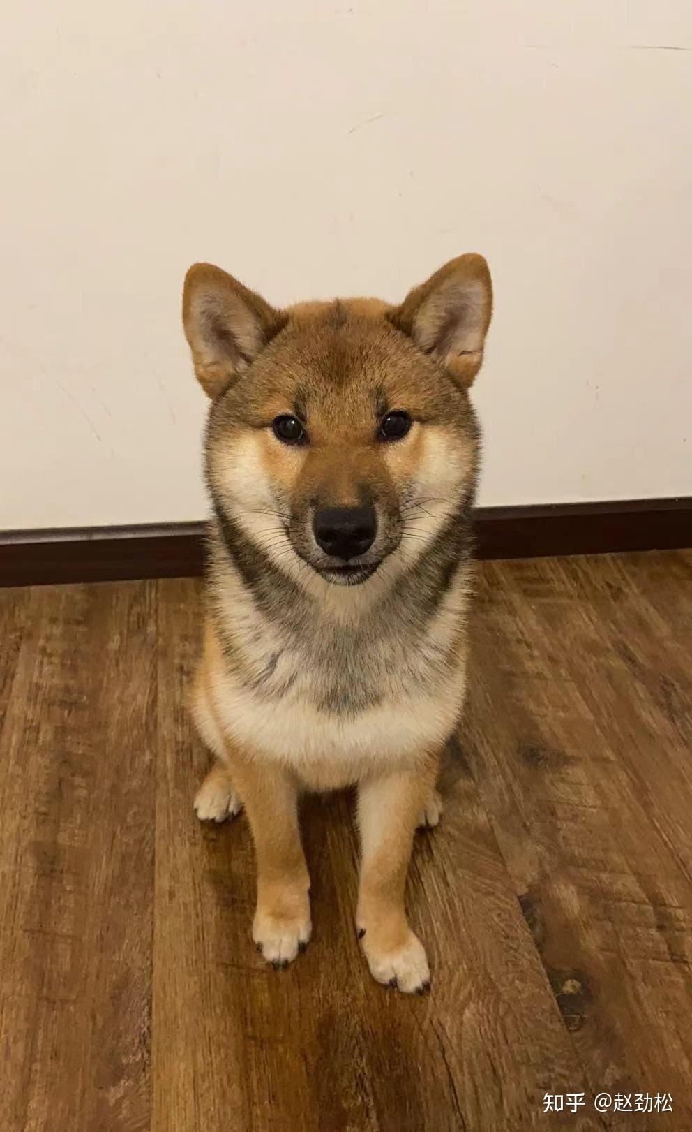 有没有大哥帮忙看看我家美丽是不是胡麻柴?