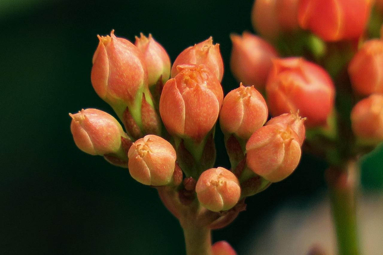 长寿花花谢后怎么办