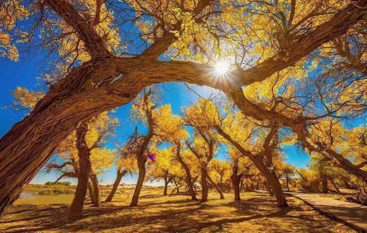 壬寅年十二 地支 之 寅虎 女 知乎