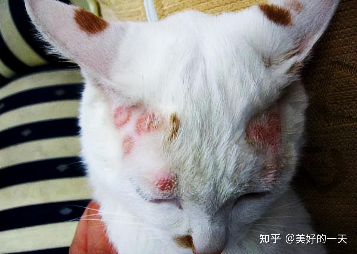 再一次劝告:太多人养猫后,出现这几种“病”,要警惕! - 知乎