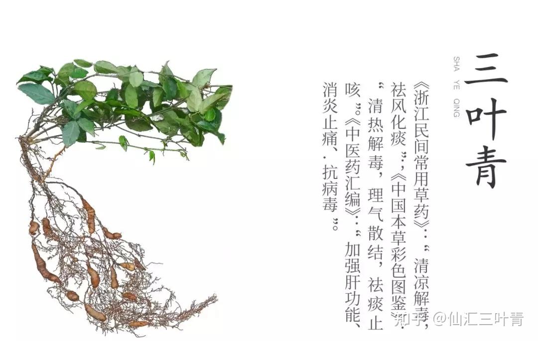 农村野草三叶青被称为药王癌症克星有科学依据吗