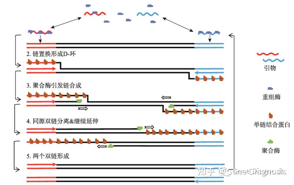 等温扩增技术方法原理介绍大全(上) - 知乎