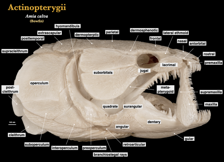 Morphology Of The Vertebrate Skeleton(Ⅱ) - 知乎