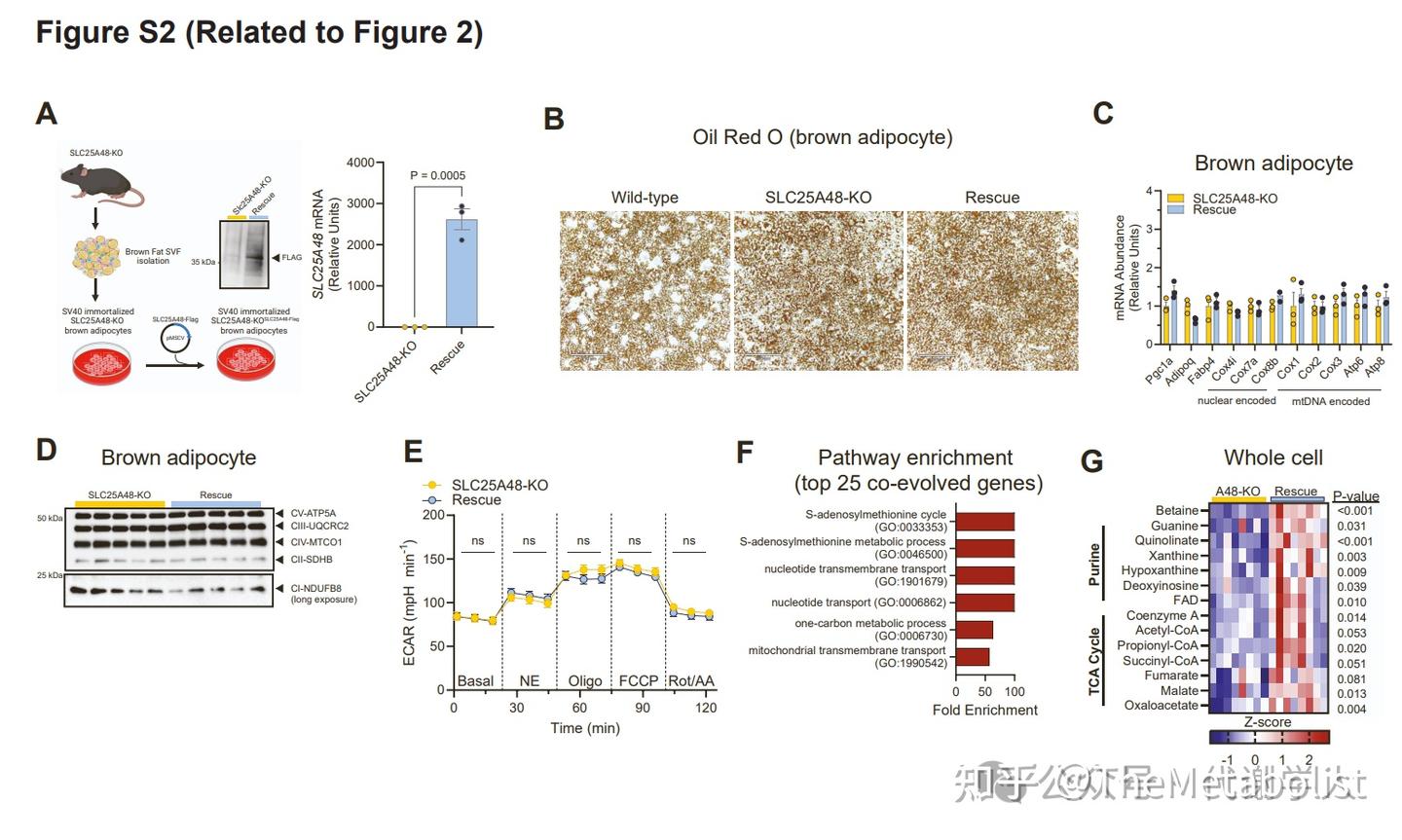 代谢学人——Cell Metabolism：胆碱转运供碳新，线粒体中贯通循 - 知乎