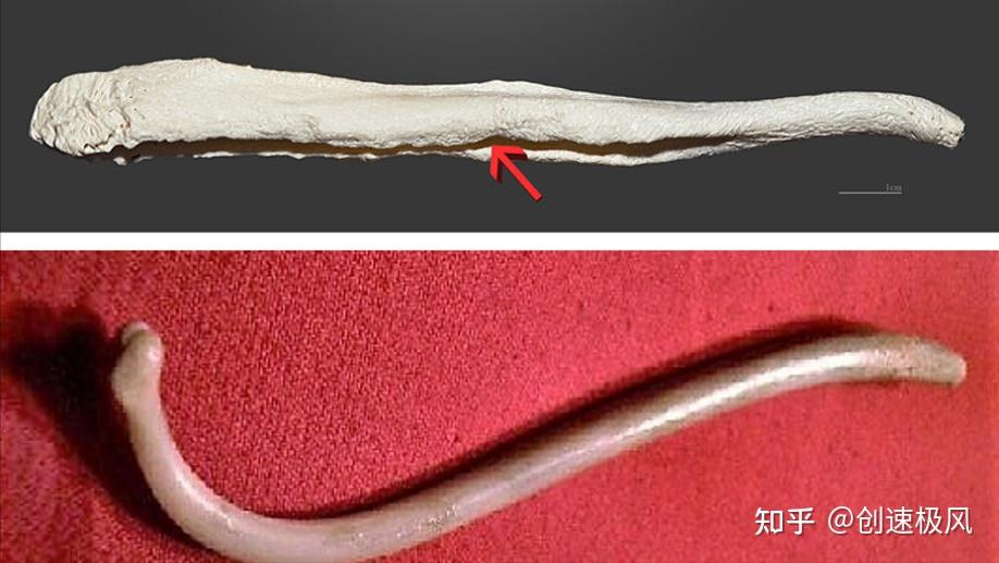 揭秘人体的奇迹：曾经拥有的“阴茎骨”是进化还是退化？ - 知乎