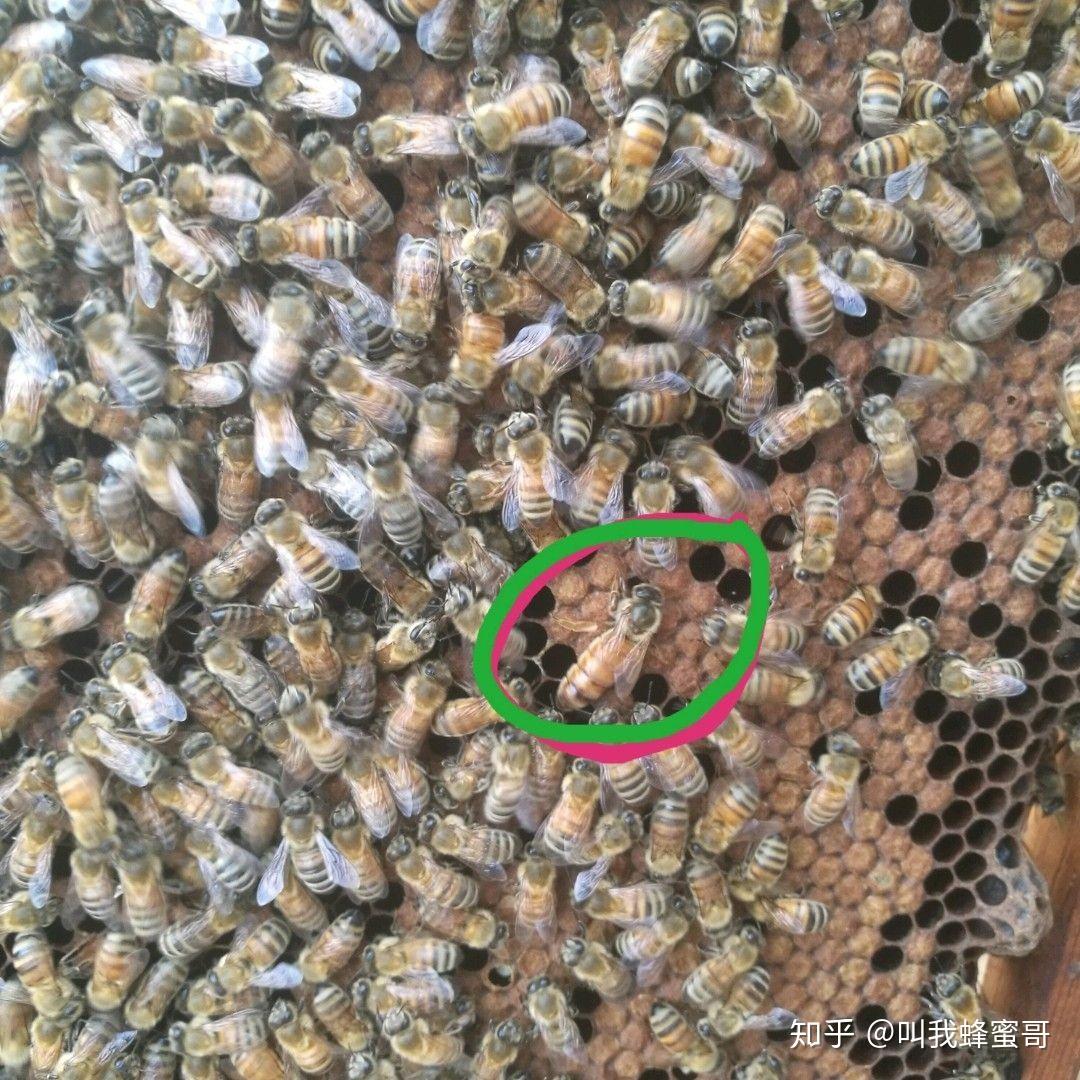 蜂王是什么样的啊