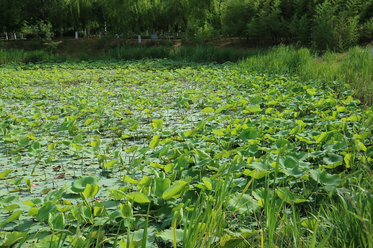 太原附近哪里有荷塘