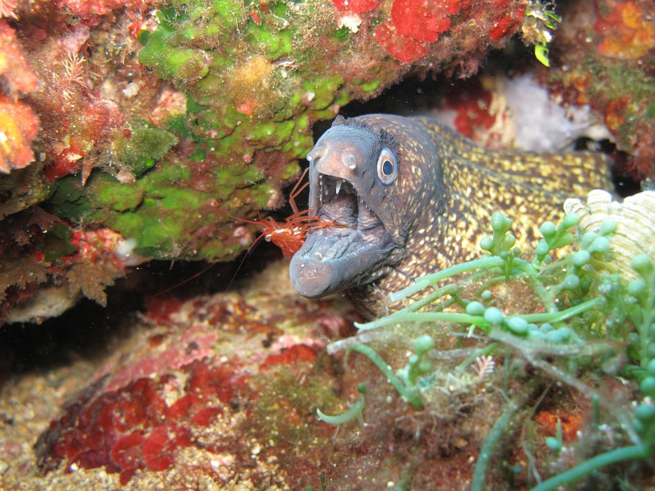 2. 虾壳花肥制作法