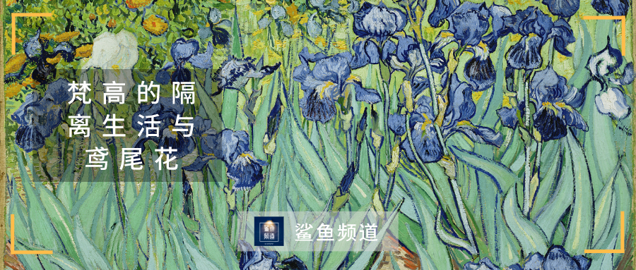 梵高的隔离生活与鸢尾花 知乎 梵高的隔离生活与鸢尾花 知乎