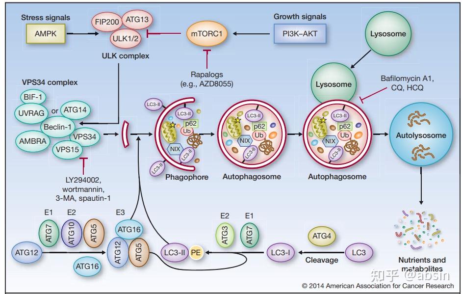 细胞中吞噬作用和自噬作用的区别高中生求救求具体一点